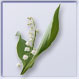 Muguet